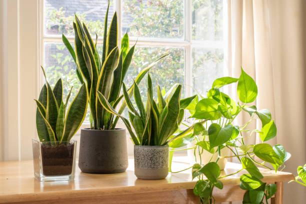 Indoor plants near window in living room (Short, clear, describes image.)